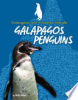 Galapagos_penguins