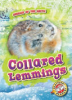 Collared_lemmings