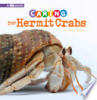 Caring_for_hermit_crabs