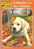 Labrador_in_the_leaves