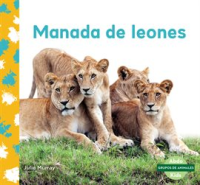 Manada_de_Leones__Lion_Pride_