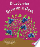 Blueberries_grow_on_a_bush