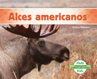Alces_americanos__Moose_