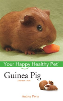 Guinea_Pig