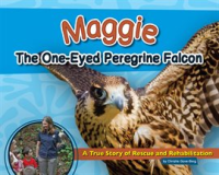Maggie_the_One-Eyed_Peregrine_Falcon