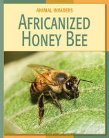 Africanized_Honey_Bee