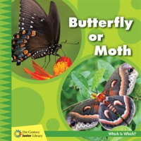 Butterfly_or_Moth